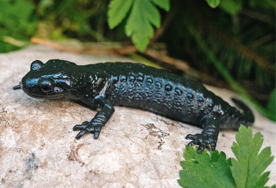 Der Alpensalamander (Anhang VI der FFH-Richtlinie) ist durch die Zerstrung seines Lebensraumes  etwa aufgrund intensiver Forstwirtschaft  bedroht.