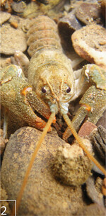 2) Steinkrebs in natürlichem Habitat