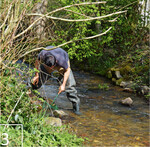 3) Kontrolle nach Baumaßnahme: Sind die Steinkrebspopulationen noch intakt?