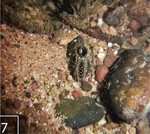 7) Bachmuscheln in natürlichem Habitat