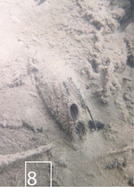 8) In feinerem Sediment sind die Muscheln kaum zu sehen.