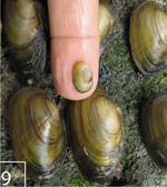 9) Junge und alte Bachmuscheln im Größenvergleich