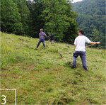 3) Anschließend wird das Mahdgut gesammelt ...