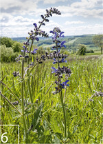 6) Ein Jahr später blüht am Mühlenberg der erste Salbei.