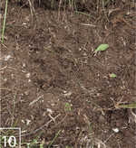 10) In die „Mikropatches" kann dann Saatgut eingebracht werden.