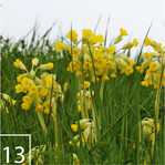 13) Blühaspekt Ende April: Schlüsselblumen fühlen sich auf den neuen Wiesen sehr wohl und breiten sich aus.