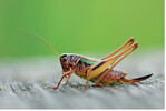 <strong>Abb. 2: </strong>Kurzflügelige Beißschrecke (Metrioptera brachyptera ): eine flugunfähige Heuschreckenart, die geschlossene Populationen ausbildet. © Thomas Fartmann Bog bush-cricket (Metrioptera brachyptera): a flightless Orthoptera species building closed populations.