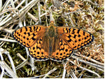 <strong>Abb. 8: </strong>Mittlerer Perlmutterfalter (Argynnis niobe ): eine in Deutschland stark gefährdete Tagfalterart mit sehr hohem Raumanspruch. © A. Salz Niobe fritillary (Argynnis niobe): an endangered butterfly species in Germany which has high area size requirements.