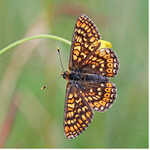 <strong>Abb. 4: </strong>Goldener Scheckenfalter(Euphydryas aurinia) auf einer Hahnenfuß-Blüte. © Thomas Bamann Marsh fritillary (Euphydryas aurinia) on a flower of the crowfoot.
