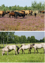 <strong>Abb. 1 und 2: </strong>Heckrinder und Koniks erhalten in der „Oranienbaumer Heide“ bei Dessau trockene FFH-Offenlandlebensräume wie die „Trockenen europäischen Heiden“ und die „Basenreichen Sandrasen“ .
