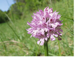 Das Dreizähnige Knabenkraut (Orchis tridentata) steht in Deutschland auf der Roten Liste und kommt unter anderem in der Rhön vor.