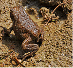 Erdkröten stehen noch nicht auf der Roten Liste in Deutschland, leiden aber zunehmend unter der Zerschneidung ihrer Lebensräume.