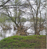 Elbauen im Herrenkrug in Magdeburg