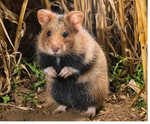 Ein junger Feldhamster vor dem Eingang zu seinem Erdbau