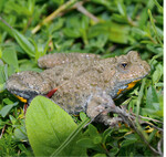 Gelbbauchunke (Bombina variegata)