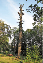 Abb. 3: Standsicherer Hochstubben als Lebensraum für gesetzlich geschützte Arten. Stable stub serving as habitat for legally protected species.