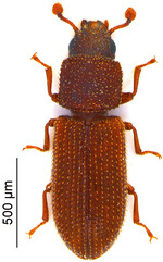 Abb. 5: Erstnachweis für Sachsen: der RindenkäferSynchita mediolanensis © Olaf Jäger, Senckenberg Museum für Tierkunde Dresden Bark beetle Synchita mediolanensis, or the first time detected in Saxony.