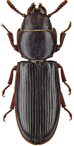 Abb. 6: Große Seltenheit in Sachsen: der JagdkäferTenebroides fuscus . © Johannes Reibnitz, Staatliches Museum für Tierkunde Stuttgart Great rarity in Saxonia: the bark-gnawing beetle Tenebroides fuscus.