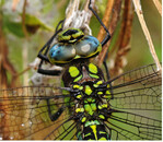 Den Komplexaugen mit den bis zu 30.000 Einzelaugen der Libelle entgeht nichts.