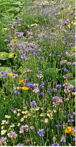 Breite Blühstreifen entlang der Äcker und Maisfelder sollen die Insektenvielfalt auf der Schwäbischen Alb fördern. Foto: Blühende Alb