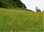 Magere Mähwiesen sind in Deutschland vielerorts in einem schlechten Zustand.