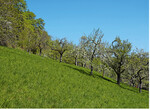 Abb. 1: Blühende Streuobstwiese, ein traditionelles Agroforstsystem in Mitteleuropa. © Julia Schenkenberger
