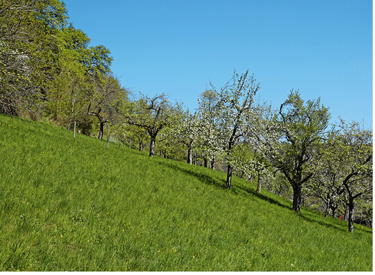Abb.1: Blhende Streuobstwiese, ein traditionelles Agroforstsystem in Mitteleuropa. ©Julia Schenkenberger