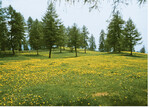 Abb. 4: Lärchenwiese bzw. -weide auf dem Tschögglberg nahe der Ortschaft Jenesien in Südtirol im Frühjahrsaspekt. © S. Zerbe, Juli 2006