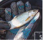 5 Auch am Gewässer werden Individuen gefangen und bestimmt.