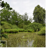 5 Heute weisen die Papitzer Lehmlachen die einzigen sächsischen Bestände der Sumpf-Wolfsmilch auf. Auch die Rotbauchunke kommt hier vor.