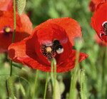 Ackerwildkräuter wie der Klatschmohn sind wertvolle Nahrungsquelle für Bienen und Hummeln.