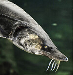 Wanderfische wie der Belugastör gehen in ihren Beständen stark zurück.