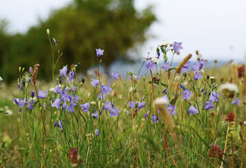 Artenreiche, blhende Wiesen verschwinden  und mit ihnen die Biodiversitt.