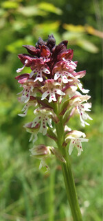 Das hochspezialisierte Brandknabenkraut(Neotinea ustulata) zählt zu den Verlierern bei der Bestandsentwicklung. Aber auch Generalisten sind betroffen.
