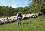 Regelmäßige und naturschutzfachlich orientierte Beweidung zählt zu den wichtigsten Managementaufgaben auf mageren, steilen Flächen.