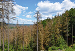Die Trockenschäden in den Wäldern, hier im Nationalpark Sächsische Schweiz, sind enorm.