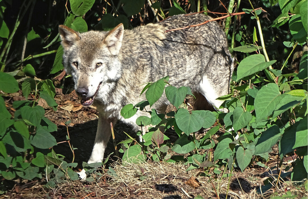 Ist der Wolf Zielart eines Natura-2000-Gebiets, so erfordert die Genehmigung zur letalen Entnahme eines Tieres eine FFH-Verträglichkeitsprüfung.
