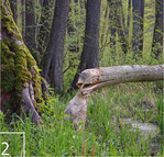 2 Auch wenn man ihn kaum zu Gesicht bekommt: Die Anwesenheit des Bibers ist nicht zu verheimlichen.
