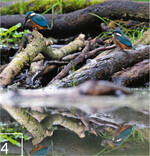 4 Es gibt viele Profiteure der Biberteiche. Diese Eisvögel haben ihr Zuhause in den neu geschaffenen Habitaten gefunden.