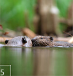 5 Biber sind gesellige Tiere: Sie leben in kleinen Familienverbänden.