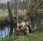 9 Eine Folge der Biberaktivitäten: Die Bäume in direkter Ufernähe werden sukzessive gefällt.