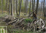 11 Die Biberdämme können eine Breite von mehr als zehn Metern überspannen.