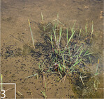 3 ... und Kaulquappen finden hier ihre Brutstätten.