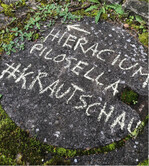 #Krautschau-Aktion in Herrenberg