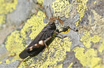 Psophus stridulus