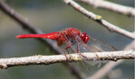 Die Feuerlibelle (Crocothemis erythraea) profitiert vom Klimawandel.