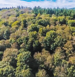 Fast die Hälfte der Buchen ist vielerorts in Hessen geschädigt.