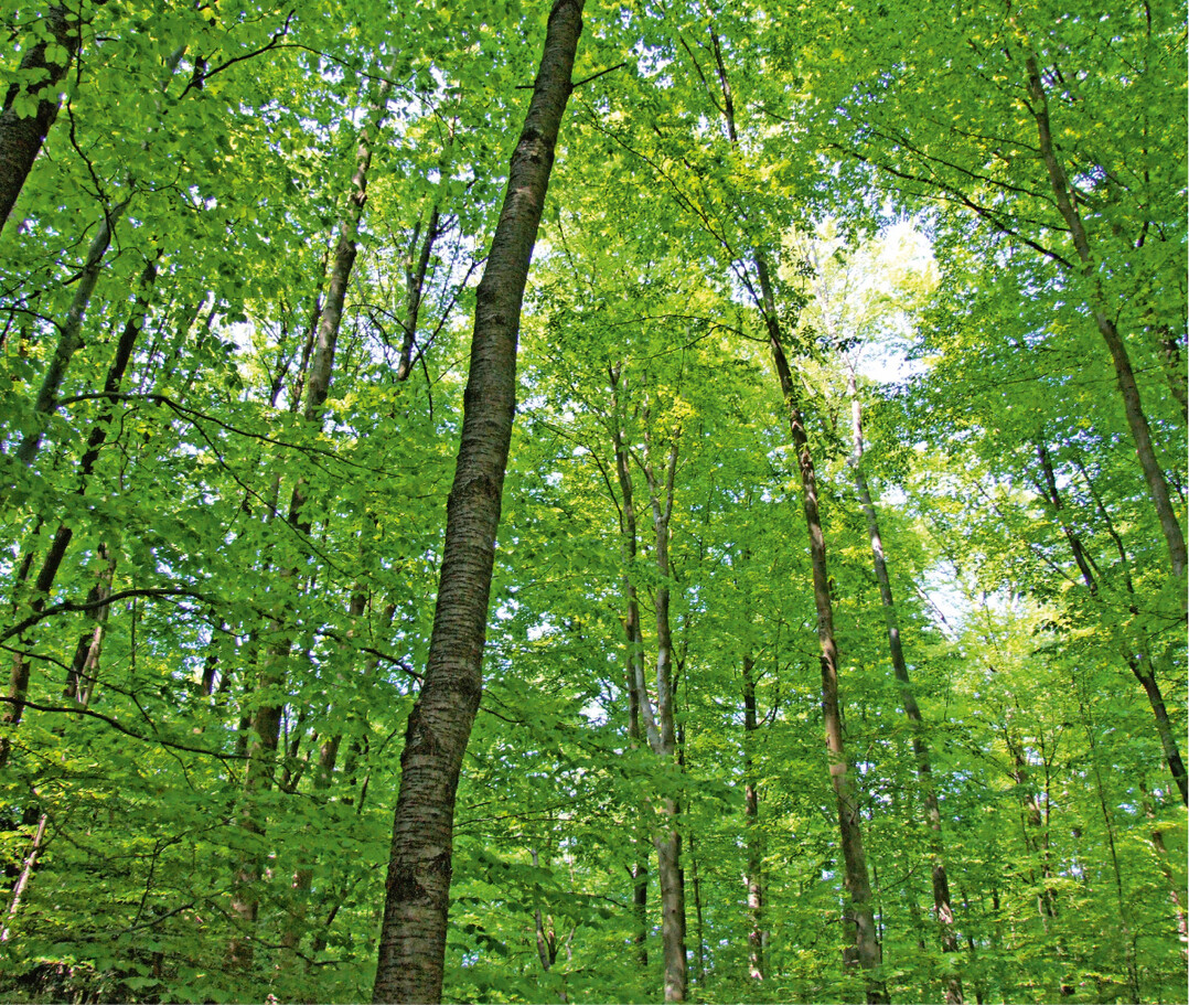  Forstlich genutzter Laubwald in Rheinland-Pfalz 