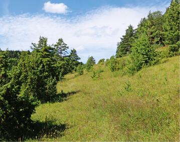  Abb. 1: Auf Beweidung angewiesener FFH-Lebensraum, NSG Oberberg-Kpfle, Schwbische Alb (FFH-LRT 5130) 