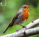 4 Vogel des Jahres: Das Rotkehlchen hat einen unverwechselbaren Gesang.